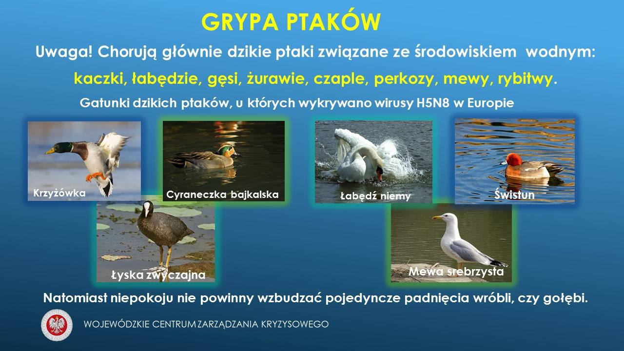 W związku z przypadkami padnięć dzikich ptaków zgłaszanymi na stanowiska kierowa...